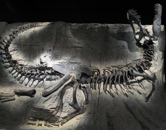 Scientists have discovered a new species that is changing the evolutionary history of tyrannosaurs