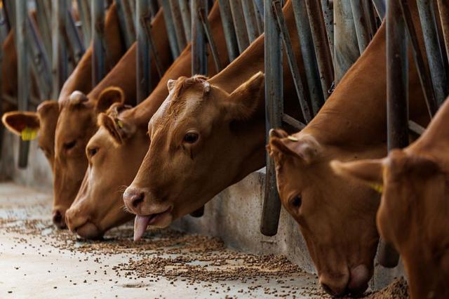 First case of human infection with a carnivorous parasite confirmed in the US First case of human infection with a carnivorous parasite confirmed in the US
