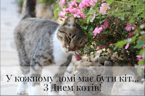 Международный день кота 8 августа-Прикольные поздравления в картинках