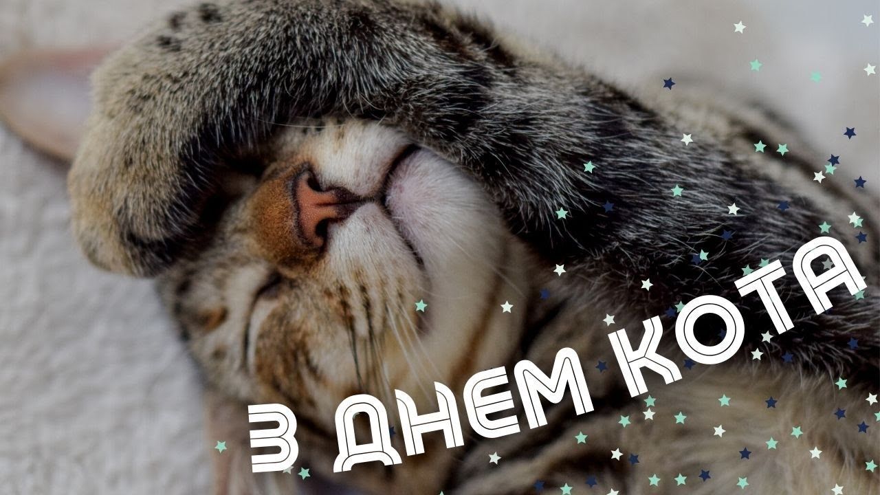 Международный день кота 8 августа-Прикольные поздравления в картинках