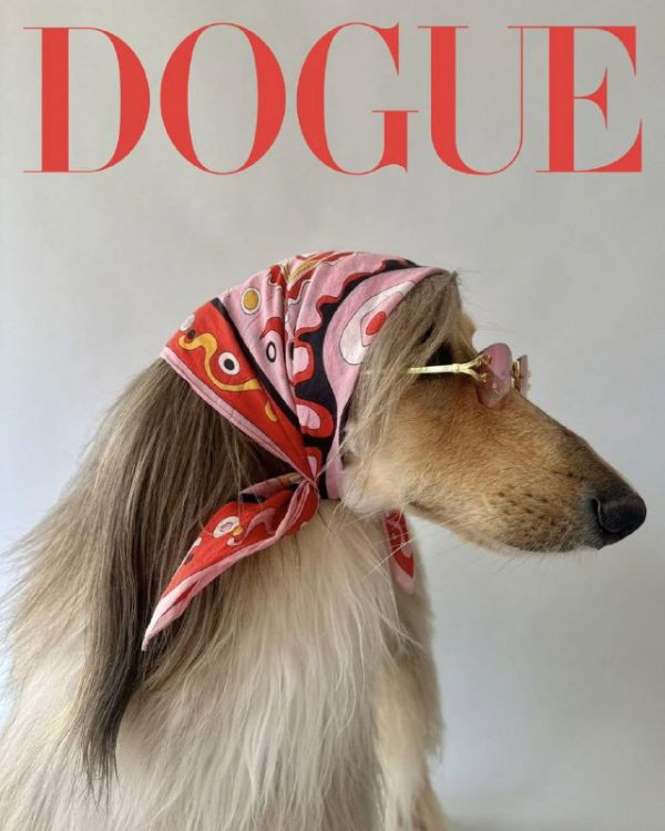 Журнал Vogue выбрал самых стильных собачек планеты (фото)