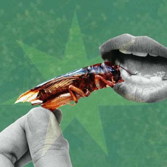 Do the world's elites really want to feed us bedbugs instead of meat?