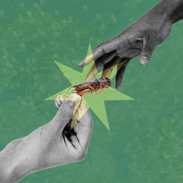 Do the world's elites really want to feed us bedbugs instead of meat?