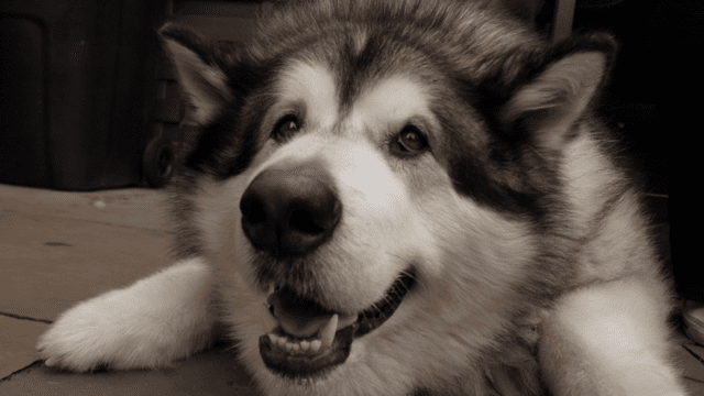 «Он продолжал расти и расти». Каково это — жить с собакой весом 82 кг