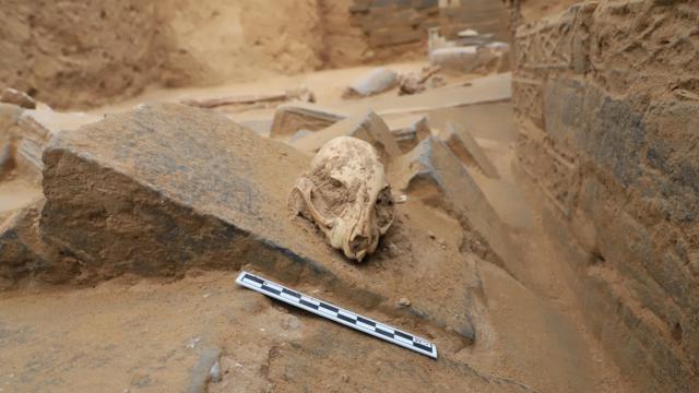 Когда кошки подружились с людьми: ученые выяснили, что это произошло не так давно