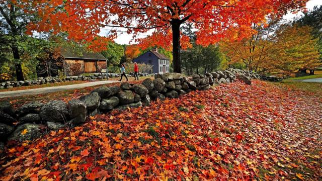 Тайна природы: почему осенью листья становятся яркими