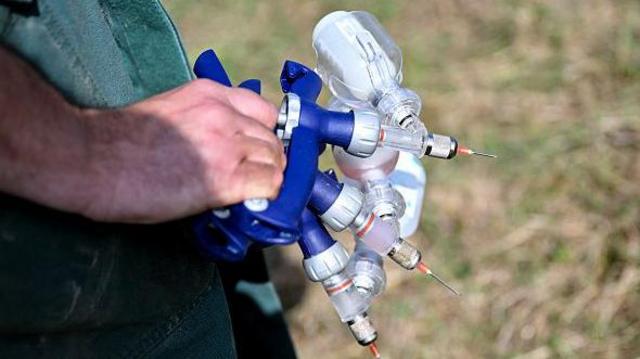 The "blue tongue" has returned to Europe. What is this virus and who is at risk