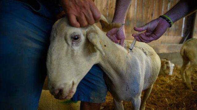 The "blue tongue" has returned to Europe. What is this virus and who is at risk