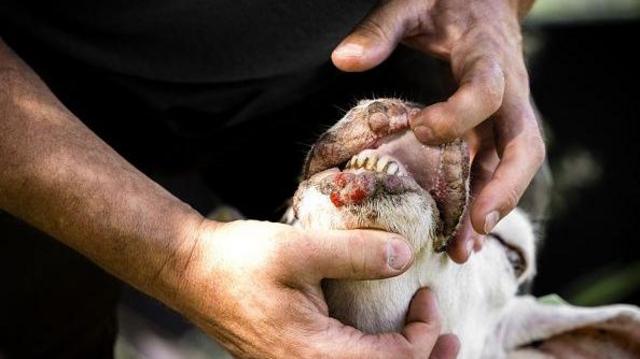 The "blue tongue" has returned to Europe. What is this virus and who is at risk