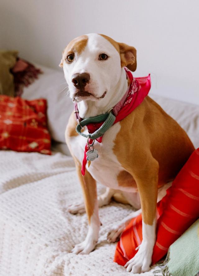 Does music soothe animals?