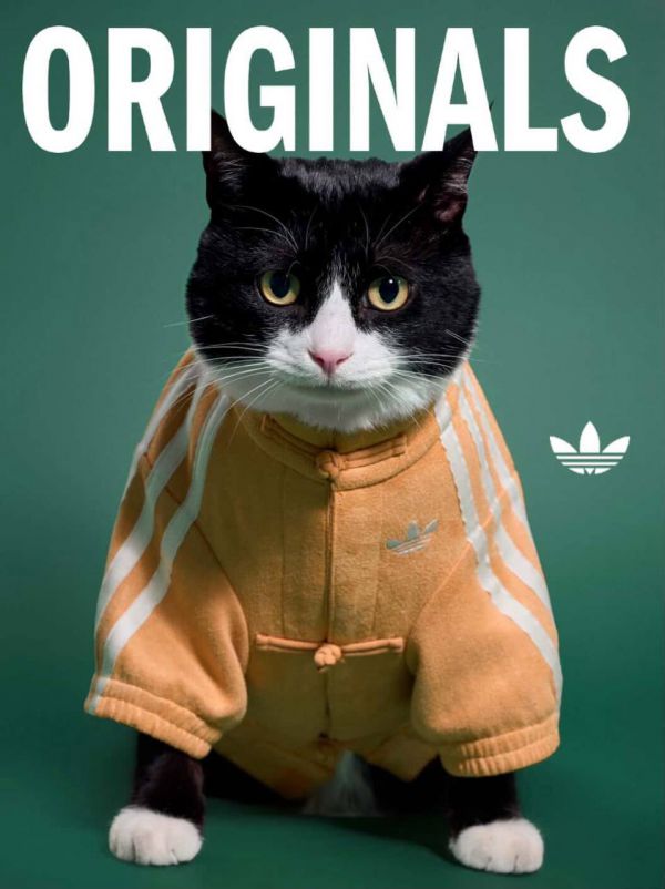 Adidas выпустил эксклюзивные куртки для домашних животных (фото)