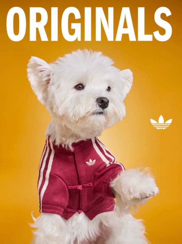 Adidas выпустил эксклюзивные куртки для домашних животных (фото)