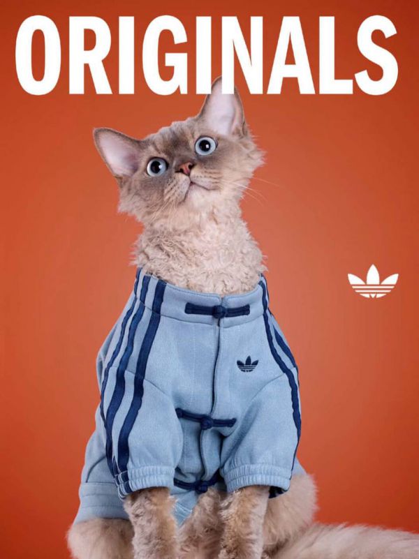 Adidas выпустил эксклюзивные куртки для домашних животных (фото)