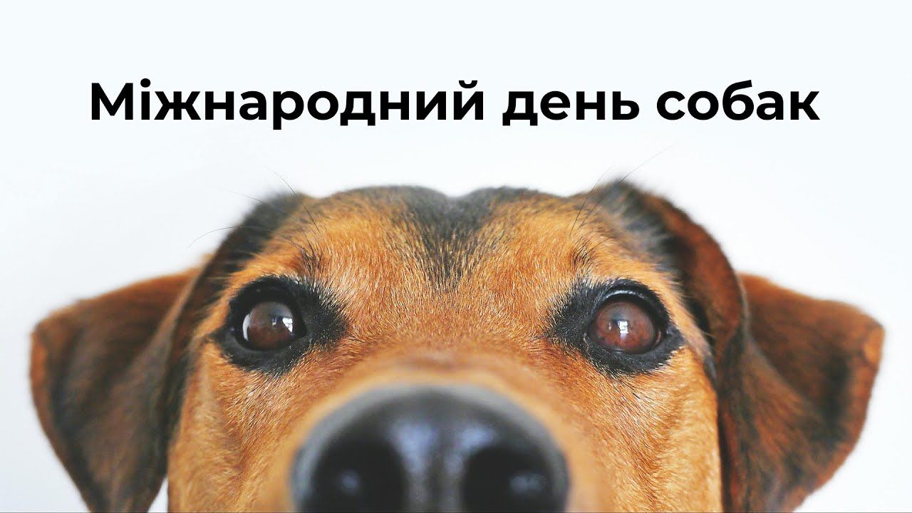 Празднуем Международный день собак: выбирайте картинку для поздравления