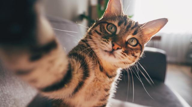 Когда кошки подружились с людьми: ученые выяснили, что это произошло не так давно